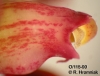 Bulbophyllum wendlandianum  (08)